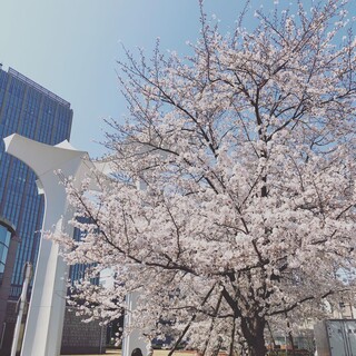 桜 2021